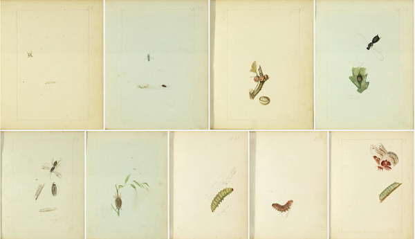 The United States is a complete outlier in lacking all forms of paid sick leave