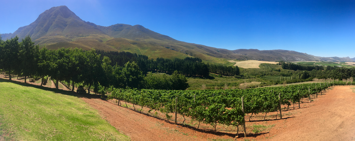South African Pinot Noir & French Olive Oil
