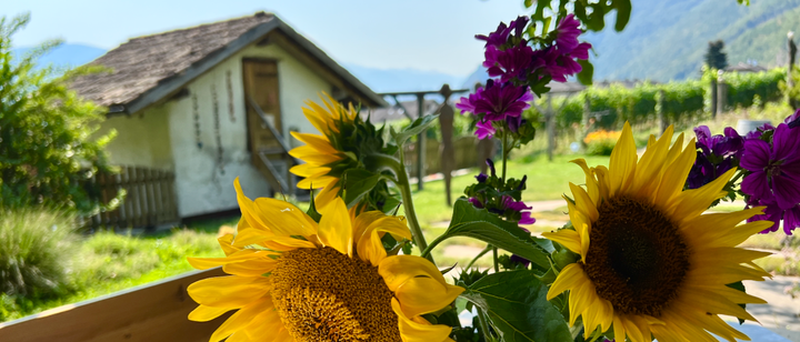 Benefits of Wine Cooperatives