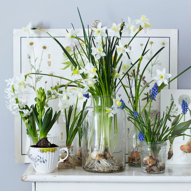 Daffodils, hyacinth and tulip bulbs displayed in vintage jars.
