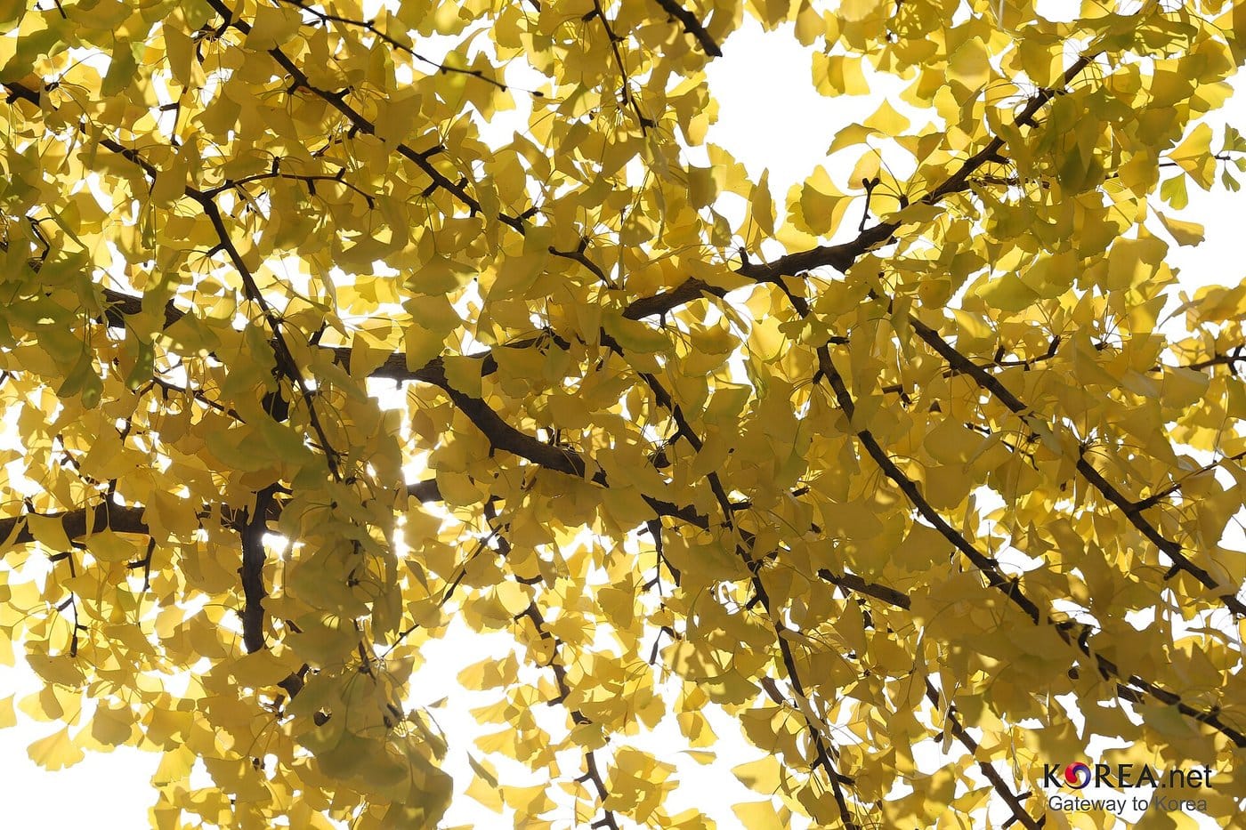 Golden ginkgo leaves in autumn Korea