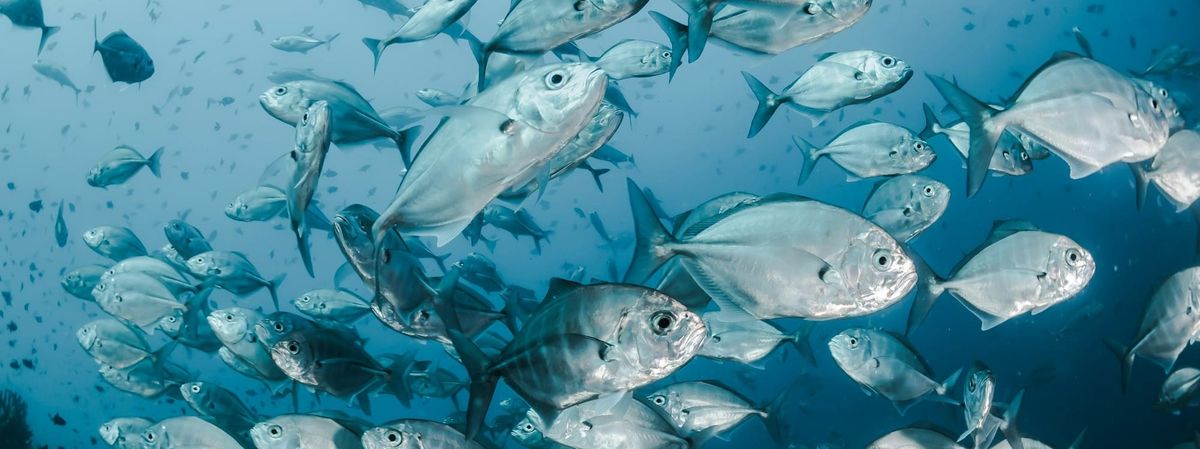 EU Fisheries Control Regulation (EU FCR)