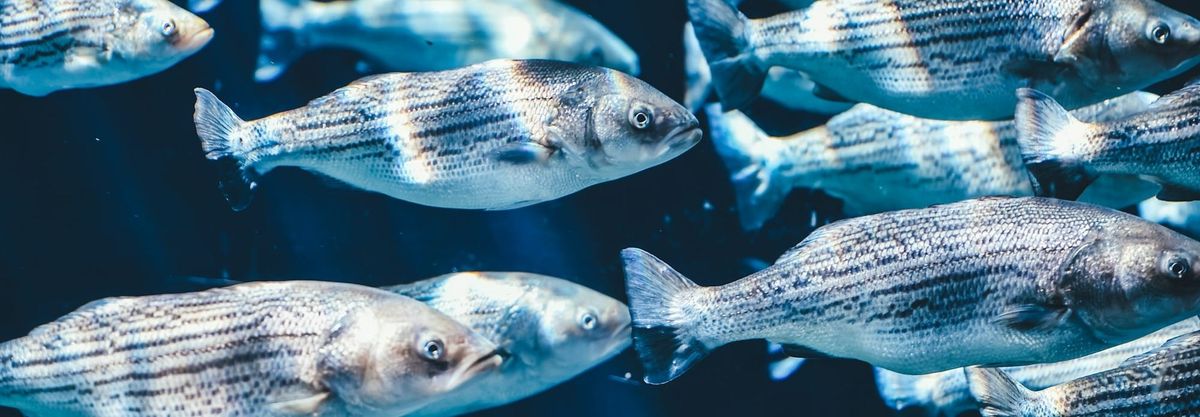 EU Fisheries Control Regulation (EU FCR)