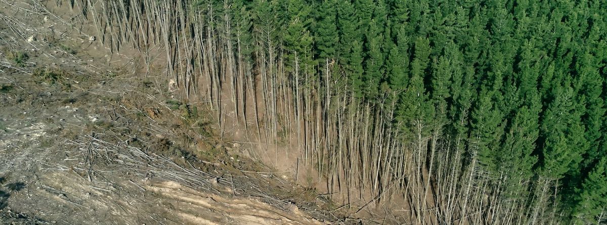 EU Regulation on Deforestation-free Products (EUDR)