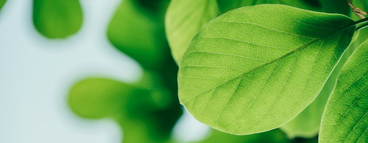Corporate Sustainability Due Diligence Directive (CSDDD)