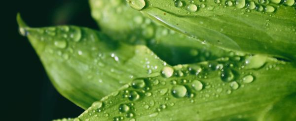 OECD Due Diligence Guidance for Responsible Business Conduct (RBC)