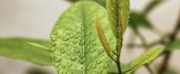 India — BRSR Core (Business Responsibility and Sustainability Reporting Core)