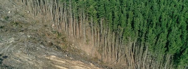 EU Regulation on Deforestation-free Products (EUDR)