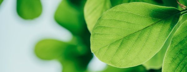 Corporate Sustainability Due Diligence Directive (CSDDD)