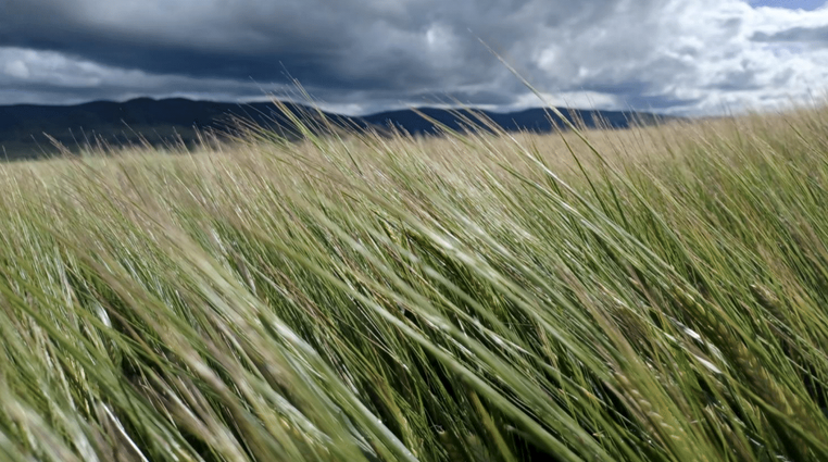 Tassie Update October-November 2022