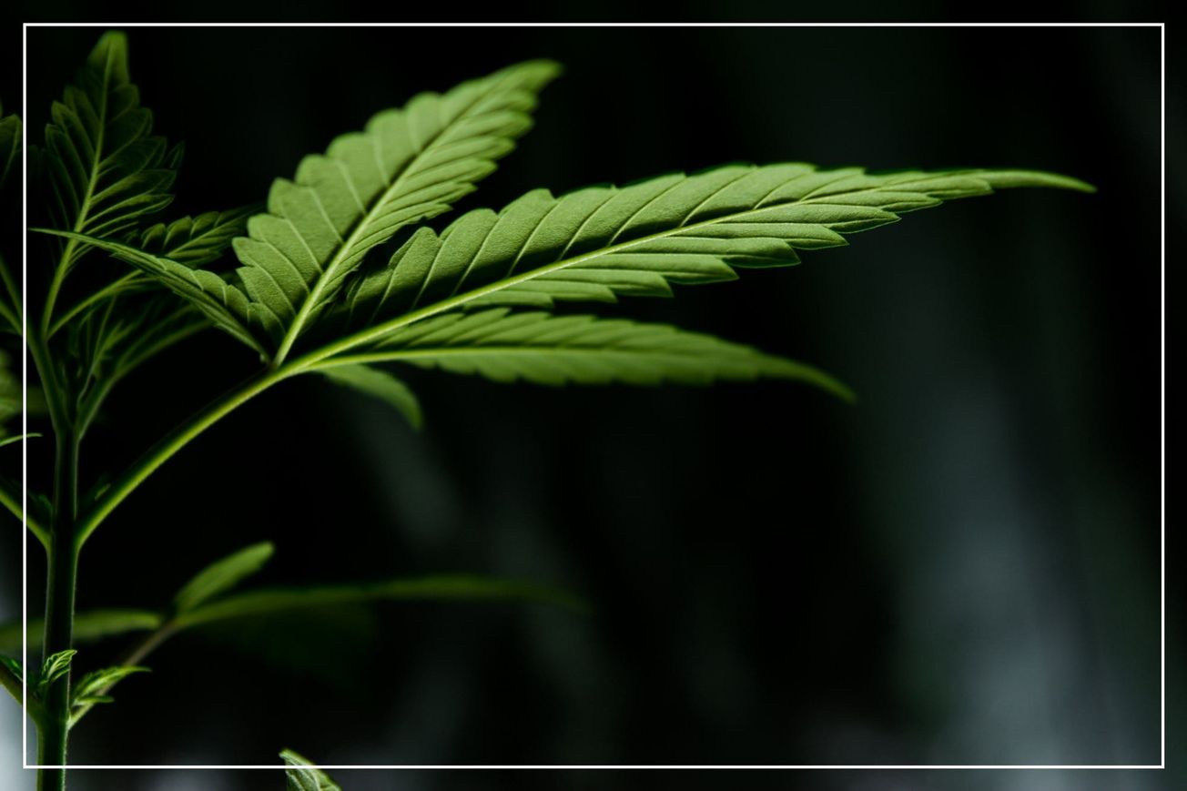 Thinking of Trying Cannabis? Read This First