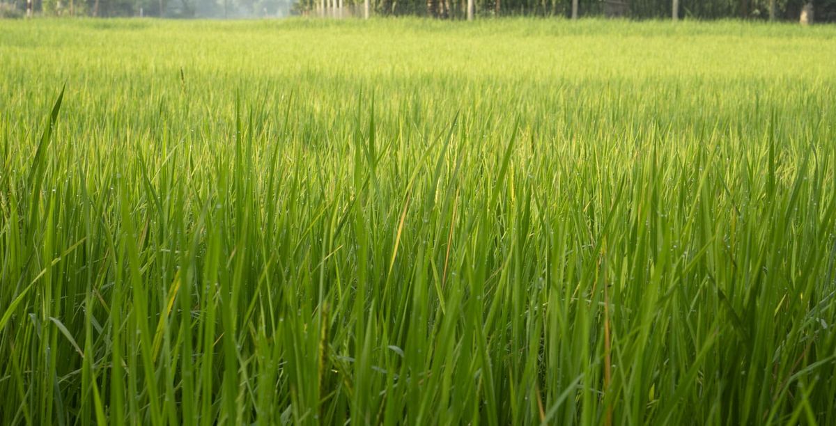 Lời Vọng Cổ Về Long An Nghe Cung Đàn Miền Hạ