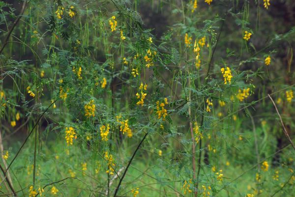 Lời bài ca cổ Hoa Điền Thanh