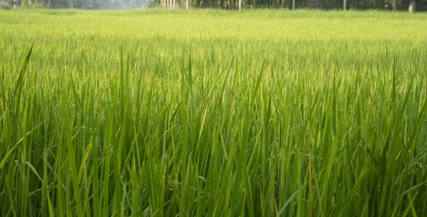 Lời Vọng Cổ Về Long An Nghe Cung Đàn Miền Hạ