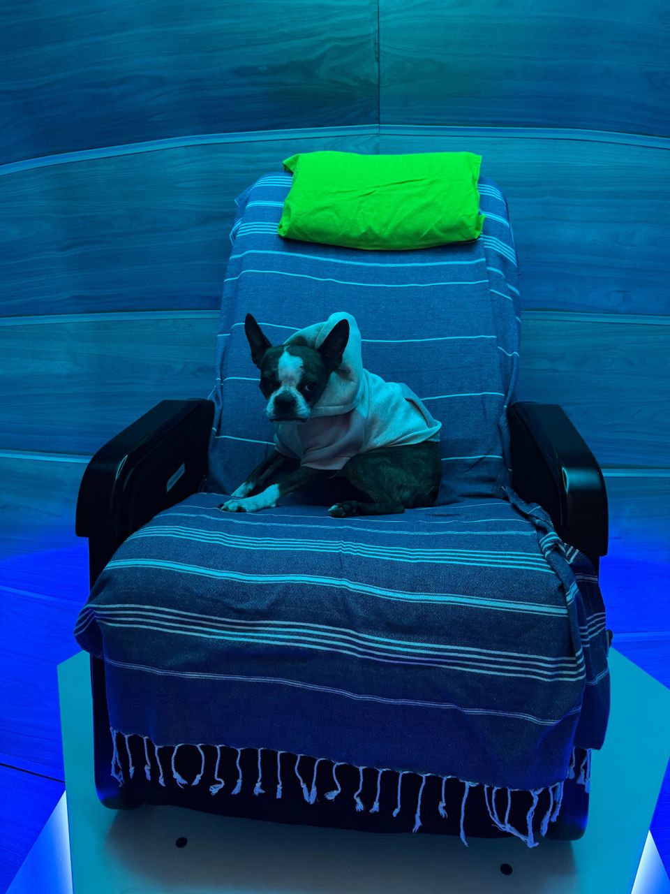 Pet, Brain Injury, Sense of Smell