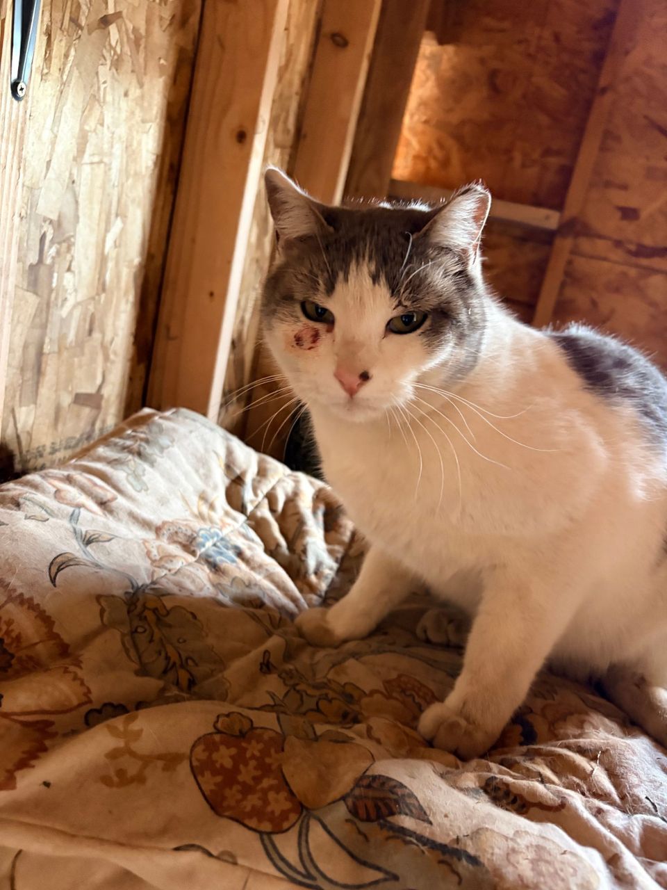 Traumatized Cat from Bully Neighbor Cat