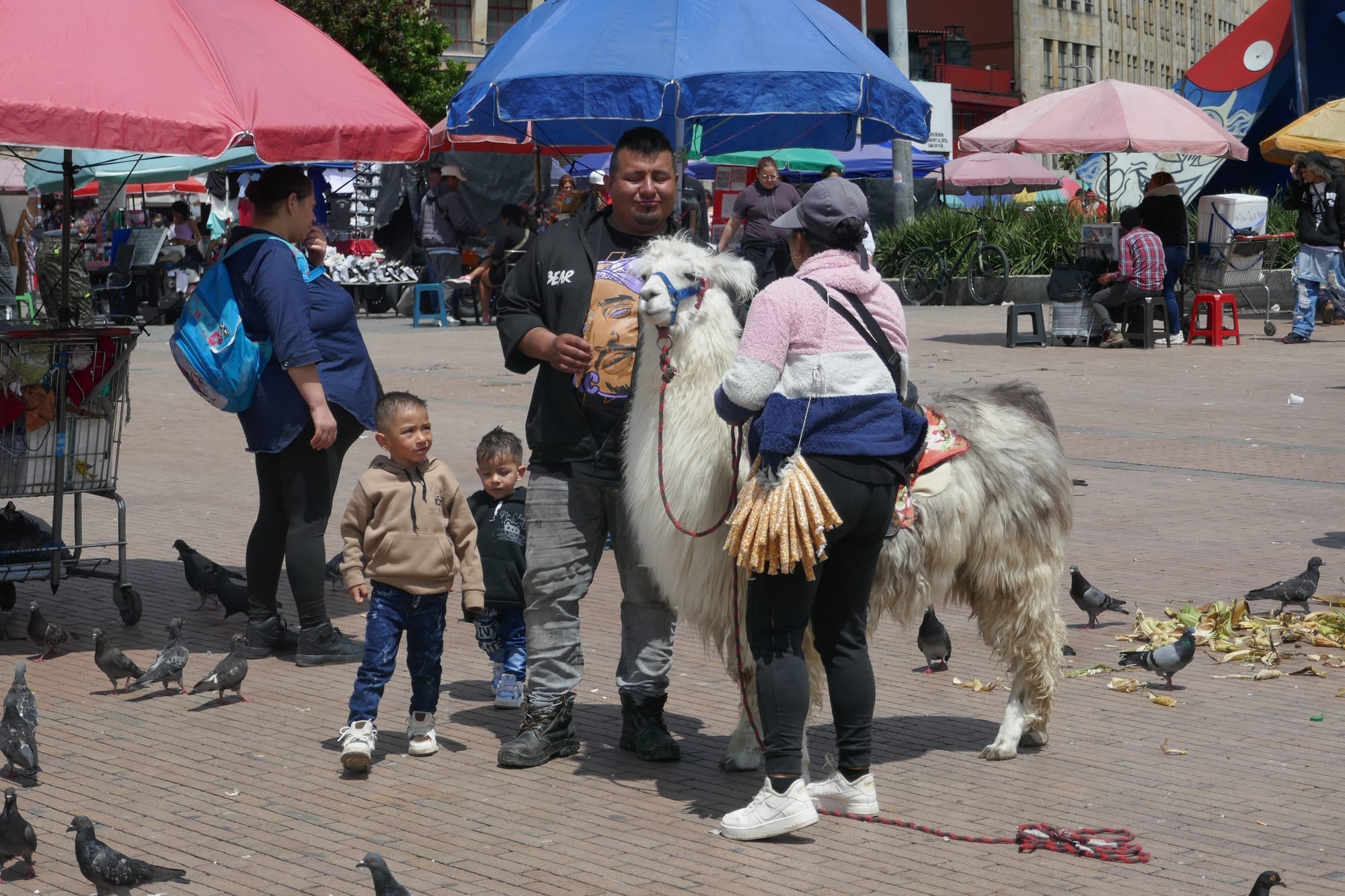 Une famille entoure un lama sur une place de Bogota en Colombie.