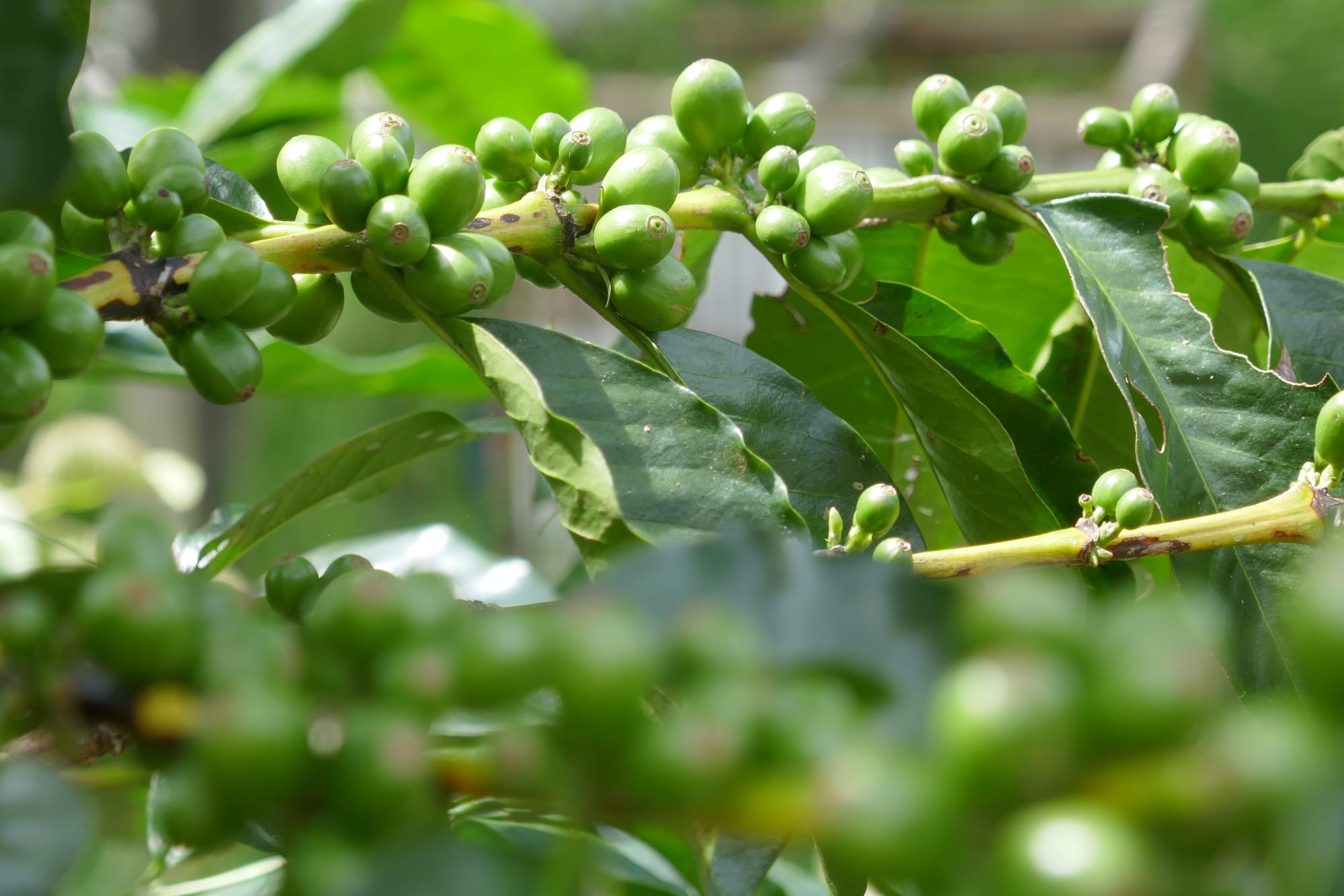Caféier colombien et les fruits encore vert