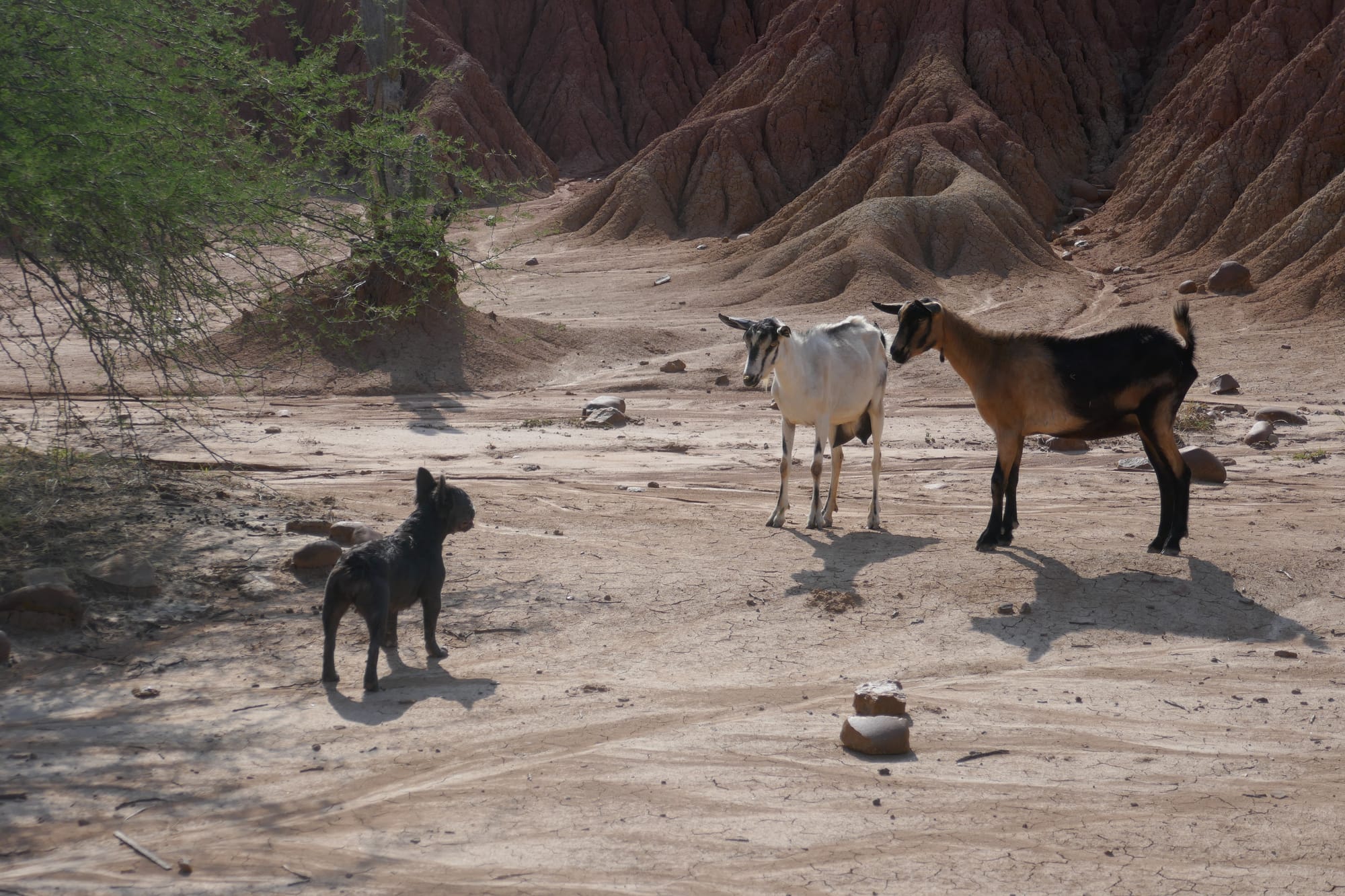Un chien fait face à deux chèvres dans le désert de la Tatacoa dans le département du Huila en Colombie