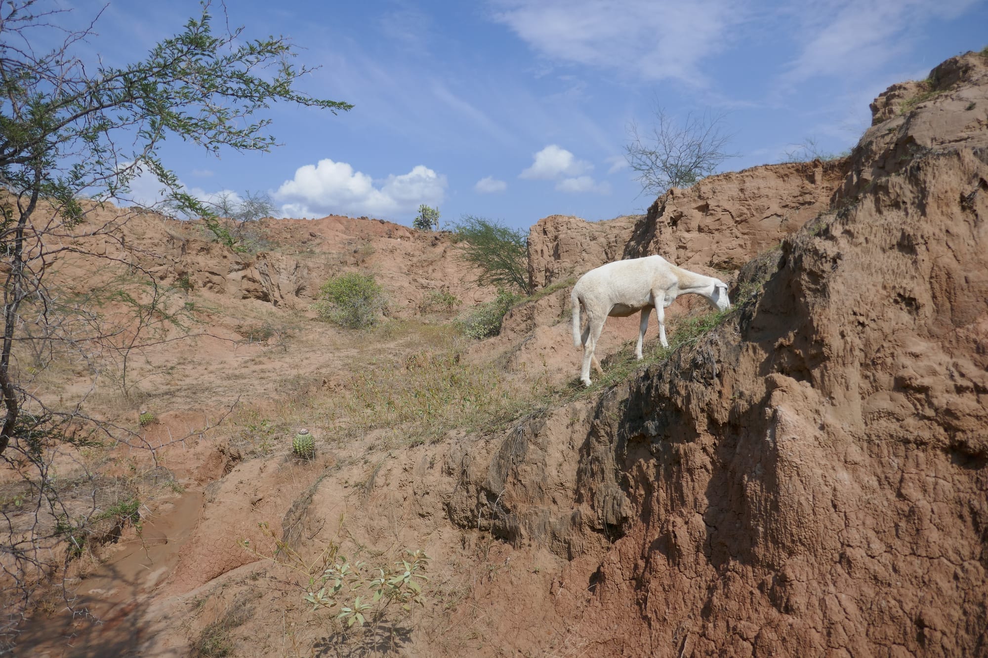 Une brebis mange de l'herbe dans le désert de la Tatacoa dans le département du Huila en Colombie