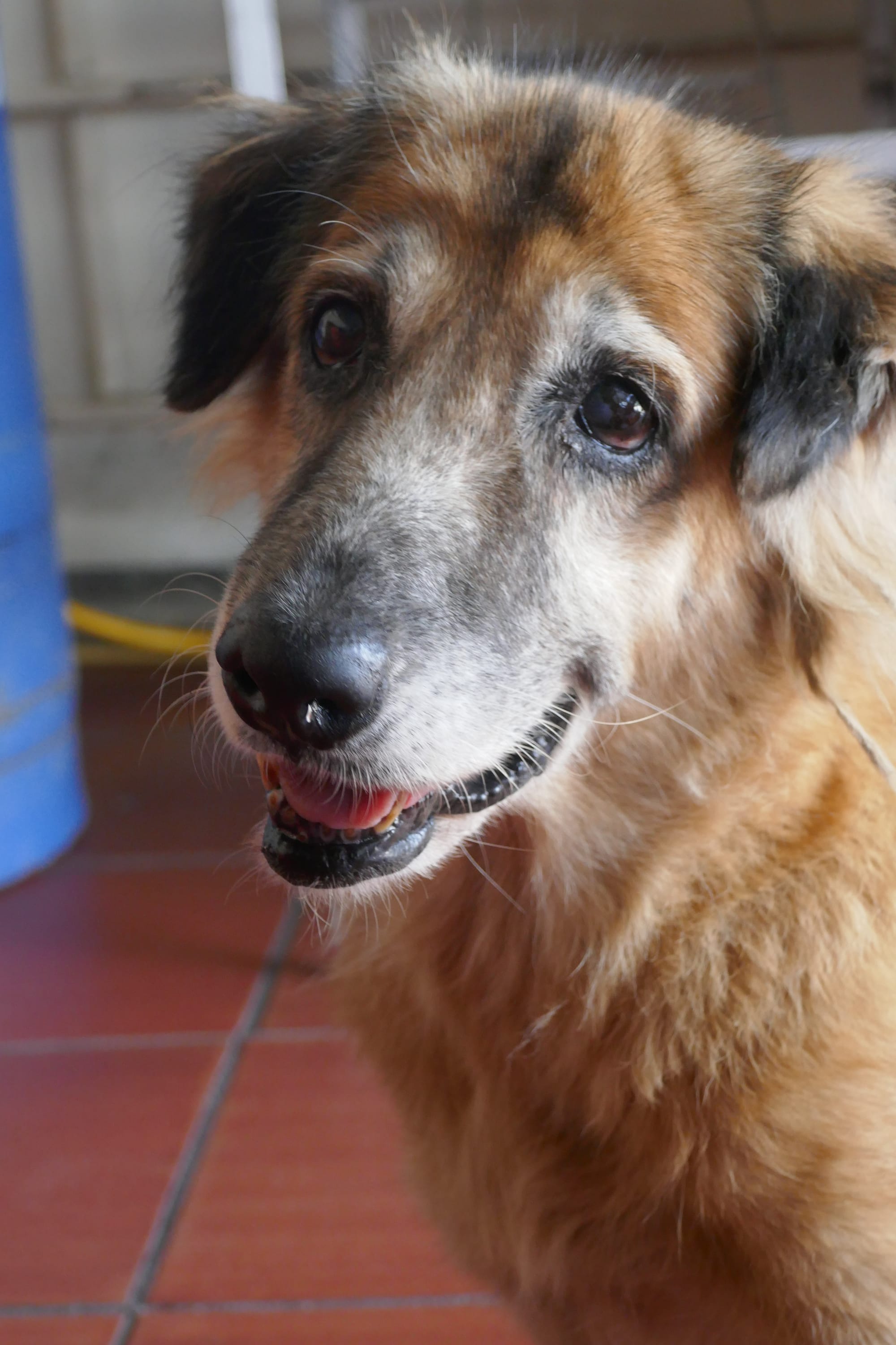 Gros plan d'un chien marron aux yeux noirs à Bogotá en Colombie.