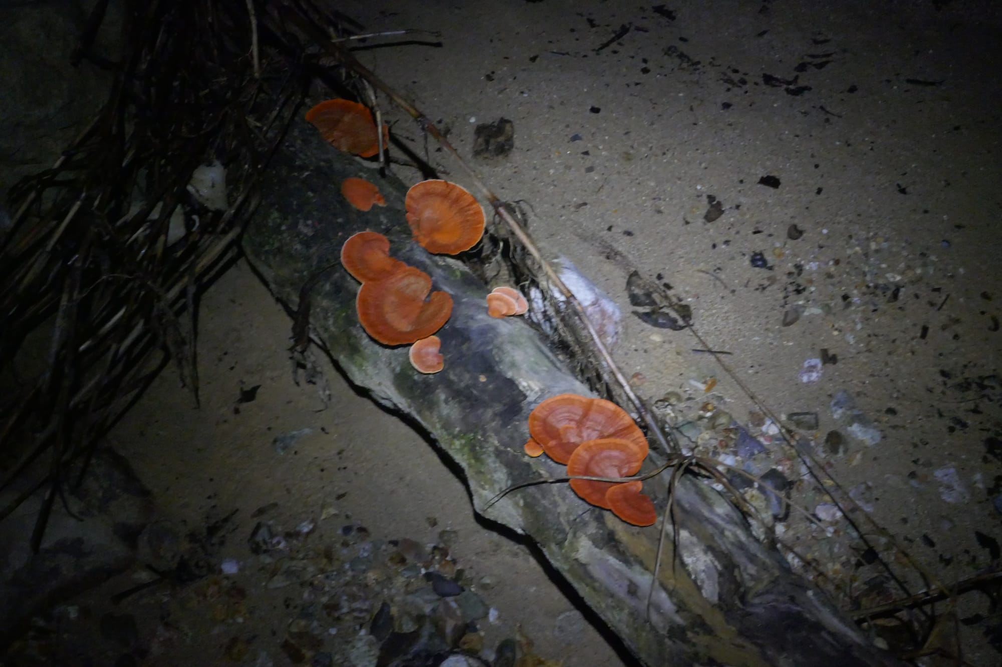 Champignons, pris en photo de nuit, qui poussent sur une souche d'arbre à Mocoa en Colombie.