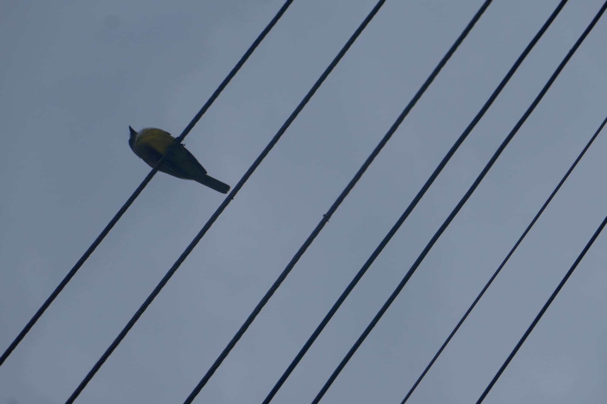 Un oiseau sur des fils électriques se repose par temps gris à Mocoa en Colombie.