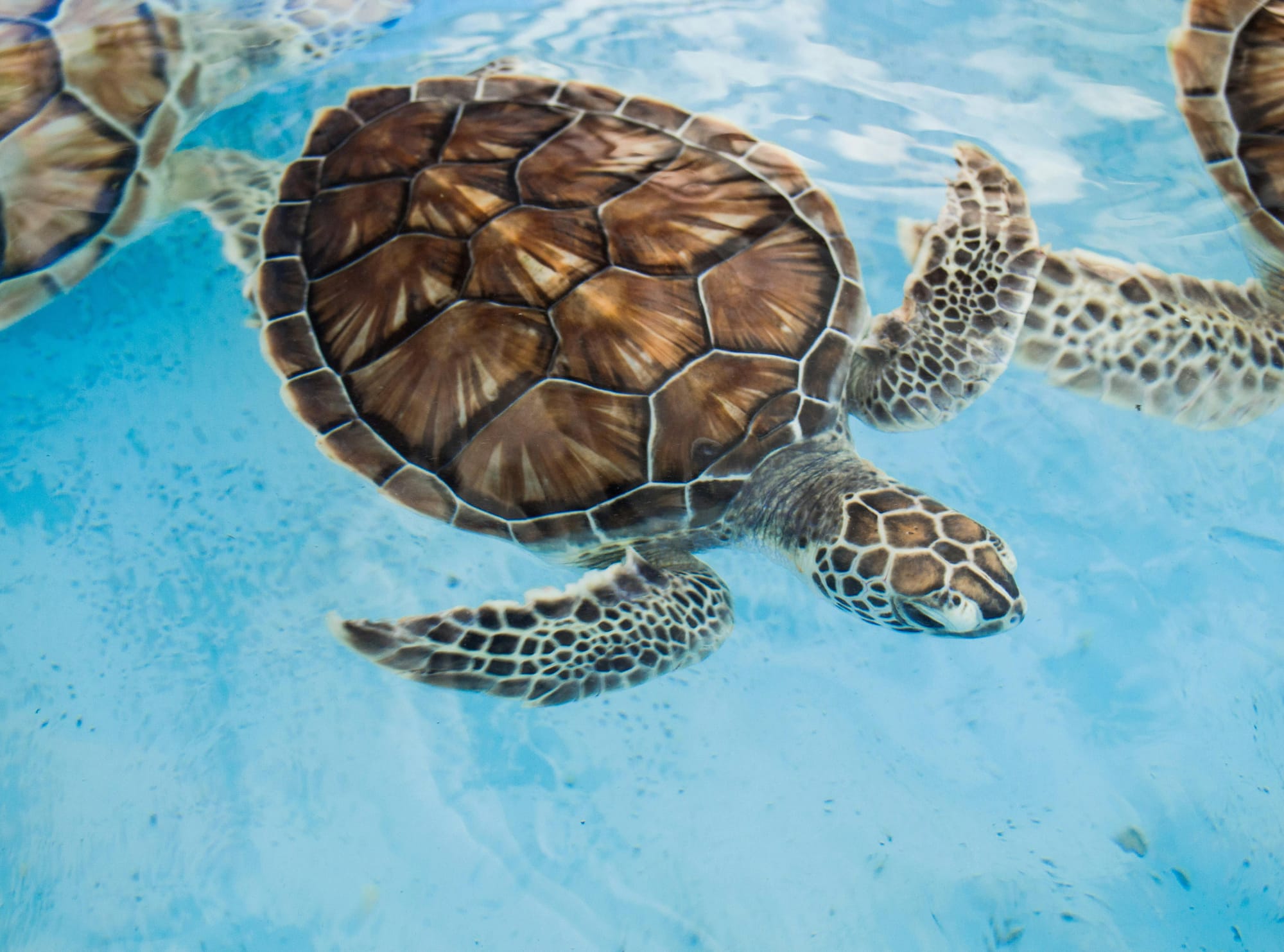 Tortues dans la mer près de Gran Roque dans l'archipel des Roques au large de Caracas au Vénézuela.