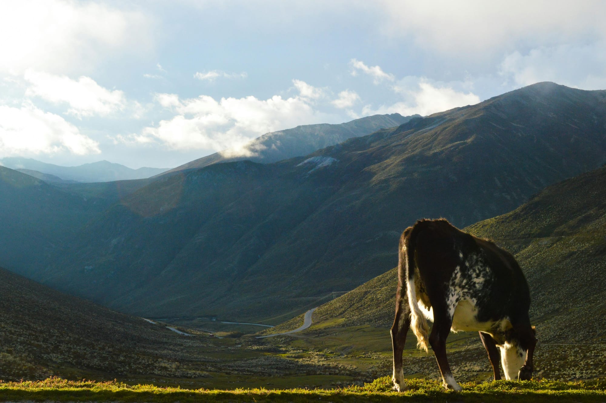 Une vache broute de l'herbe dans les montagnes de Mérida au Vénézuela.