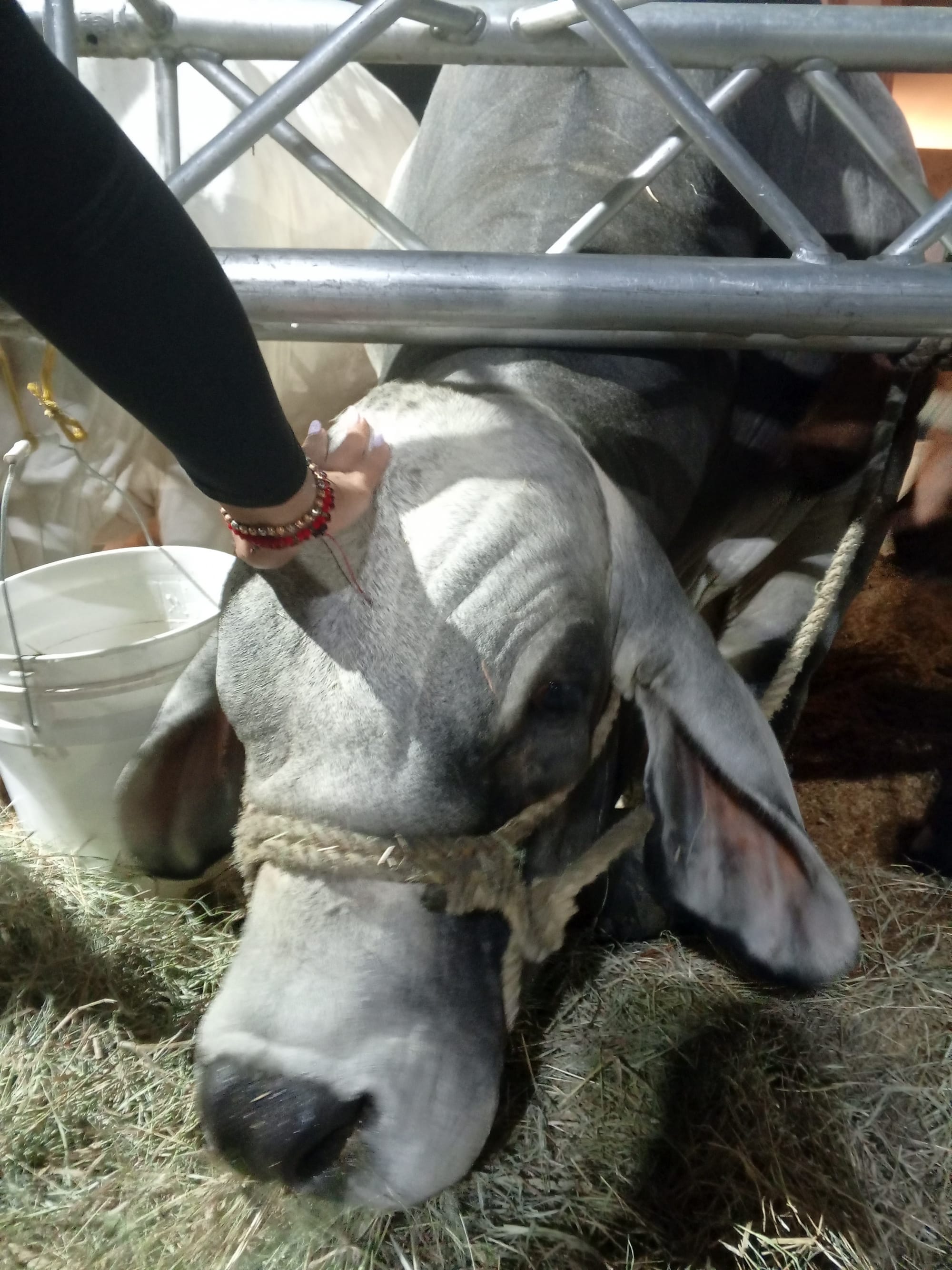 Race de boeuf bufalo au Venezuela à Caracas.