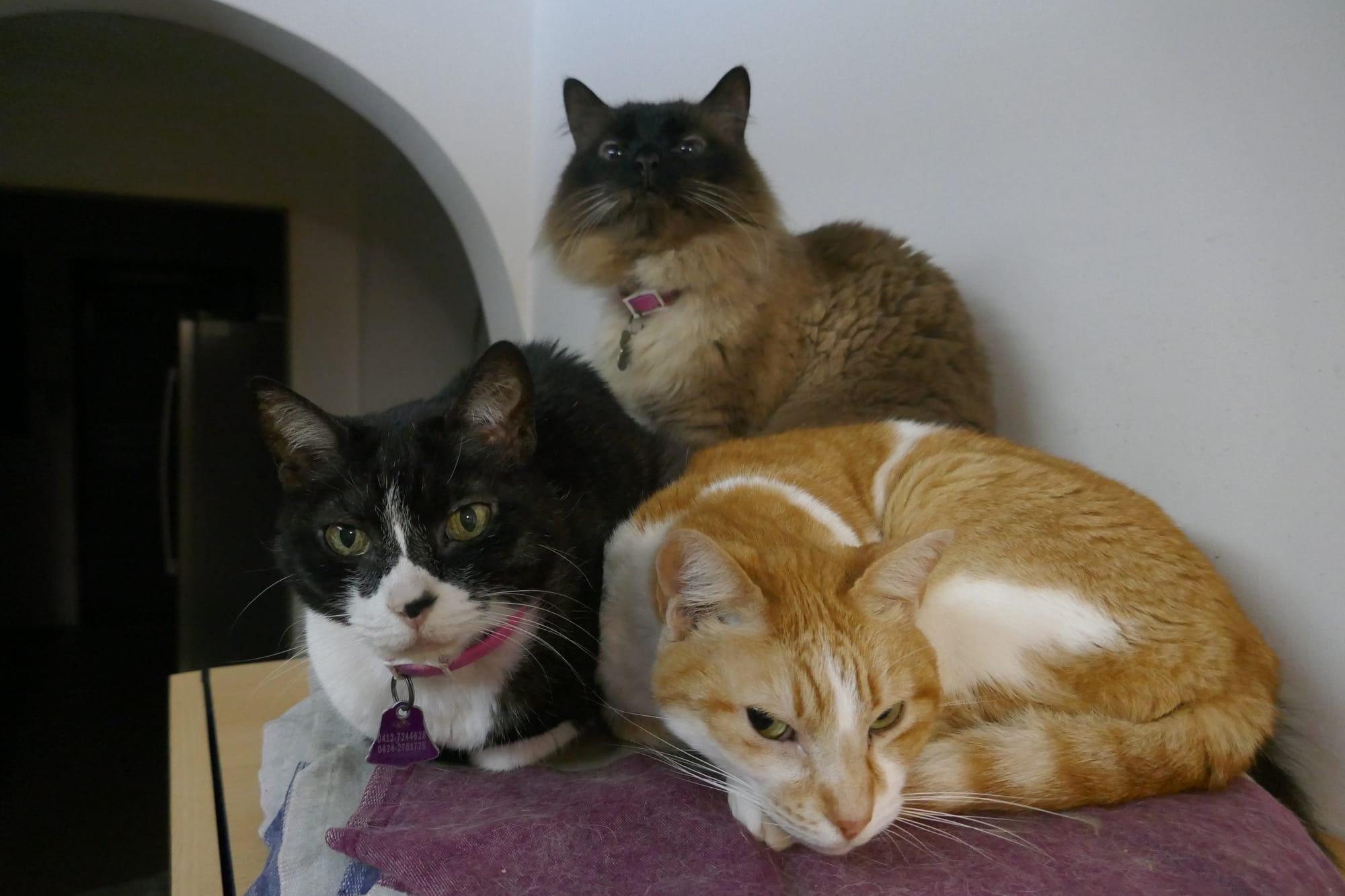 Trois chats sont assis sur un meuble à Caracas au Venezuela.