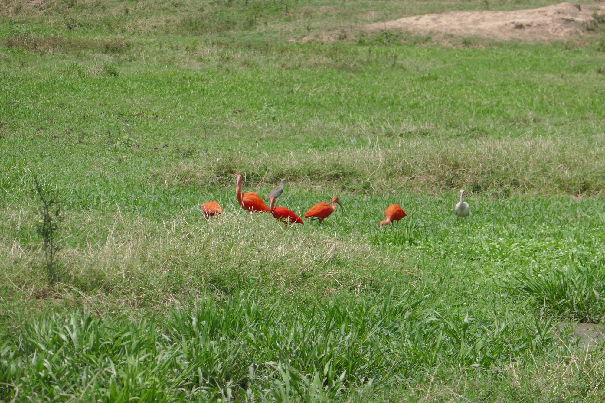 Ibis rouge dans un champ au Vénézuela.