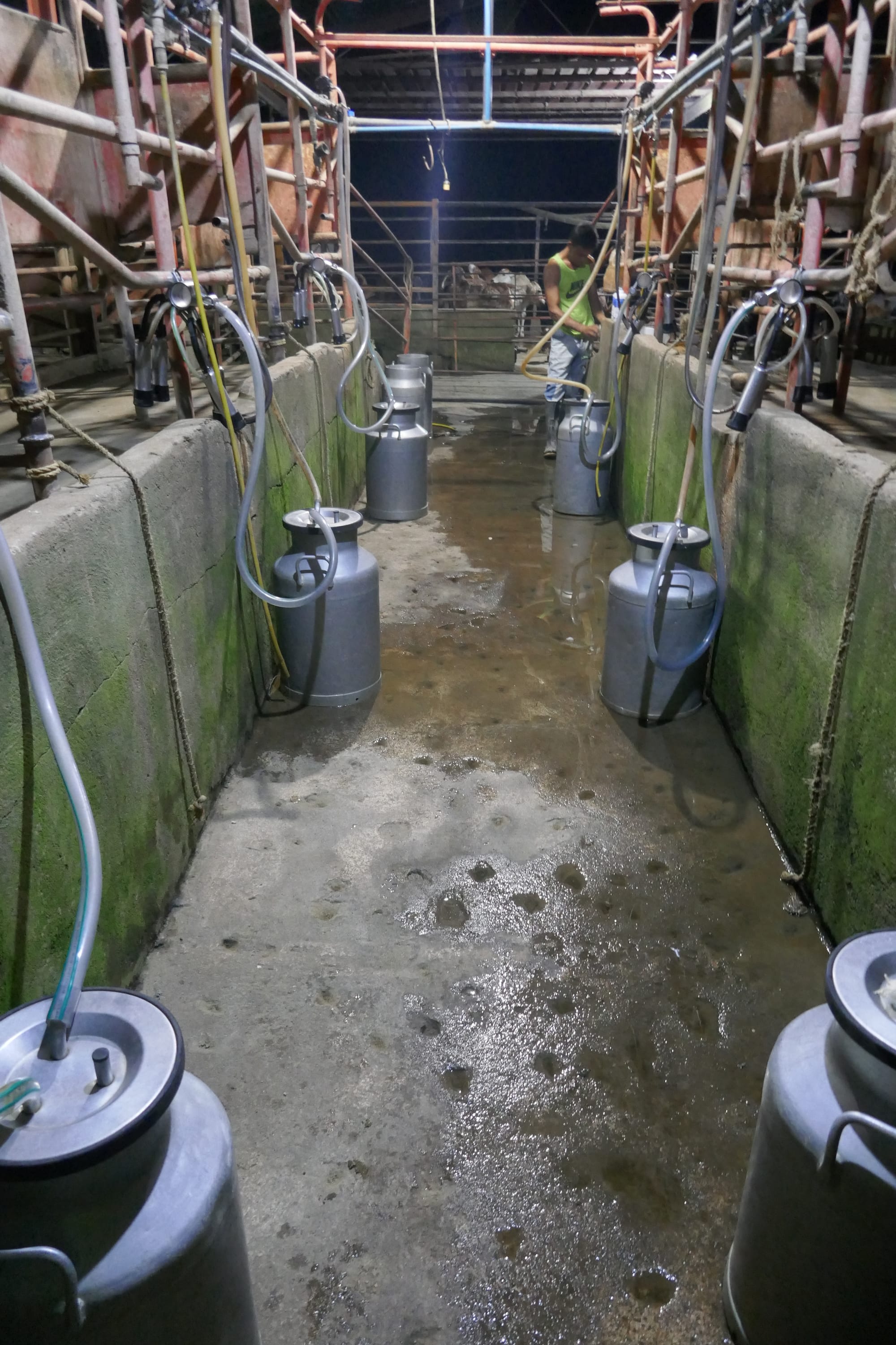 Salle de traite au Vénézuela.