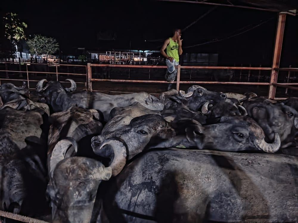Un fermier avec ses vaches au Vénézuela.