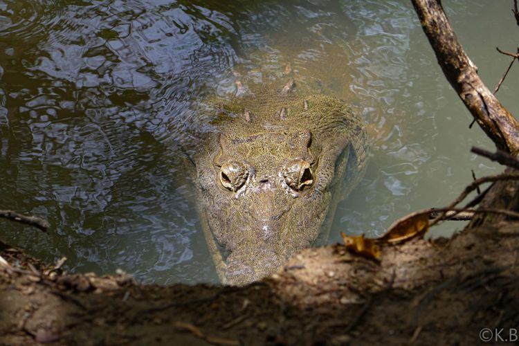 Un crocodile dans le parc national Coiba au Panama.