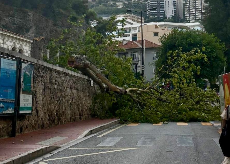 Storm risk builds along the Riviera as tree comes down in Monaco's Place d'Armes