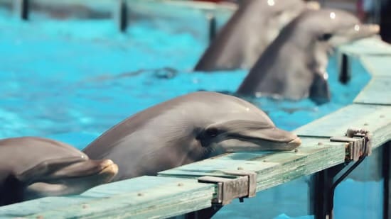 Sea Shepherd says Marineland dolphin transfer to Spain could happen imminently despite heatwave warnings
