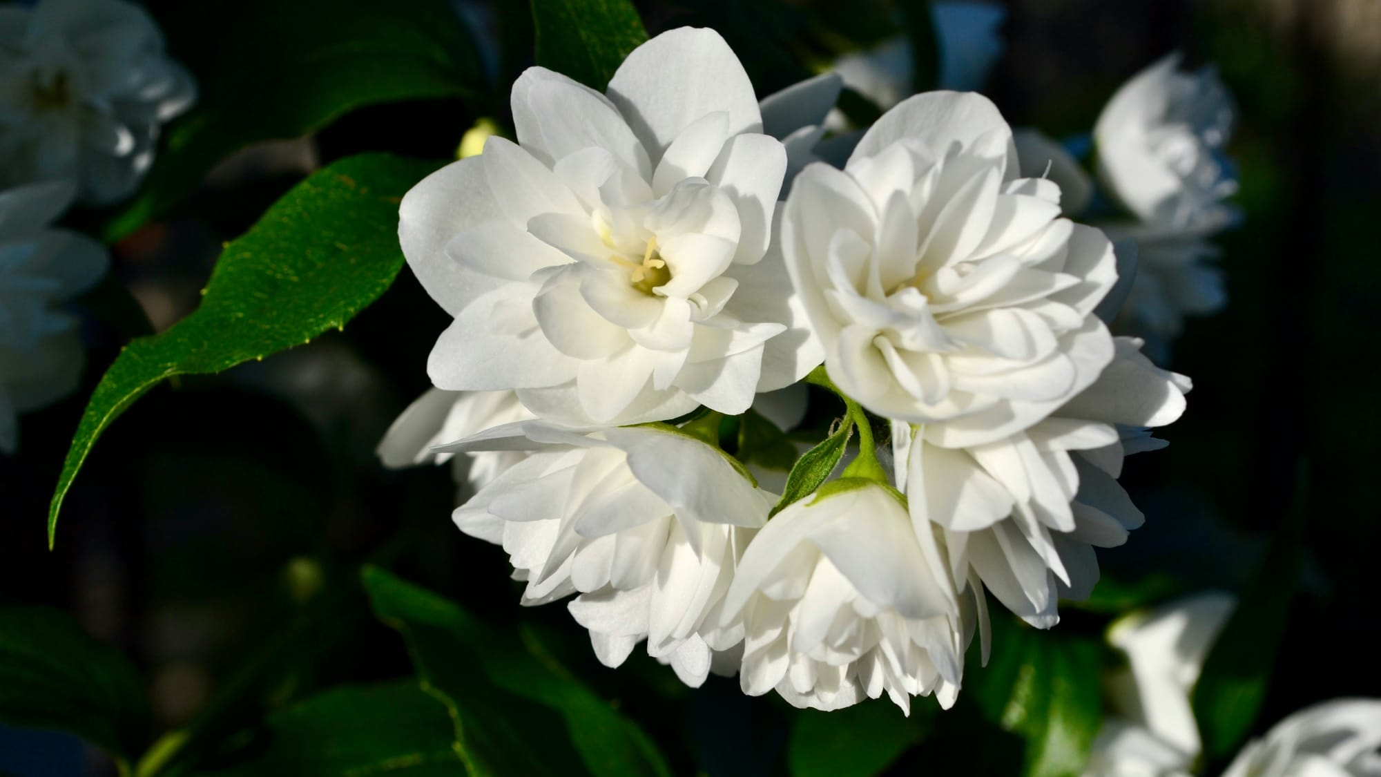 Grasse prepares 80th Fête du Jasmin with flower battles and perfumed rain