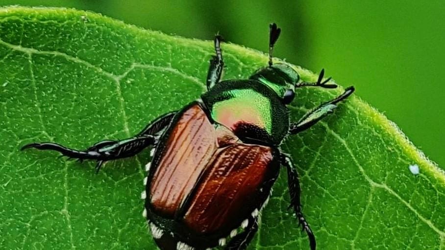 Japanese beetle spreads to Mougins as Alpes-Maritimes detections reach seven