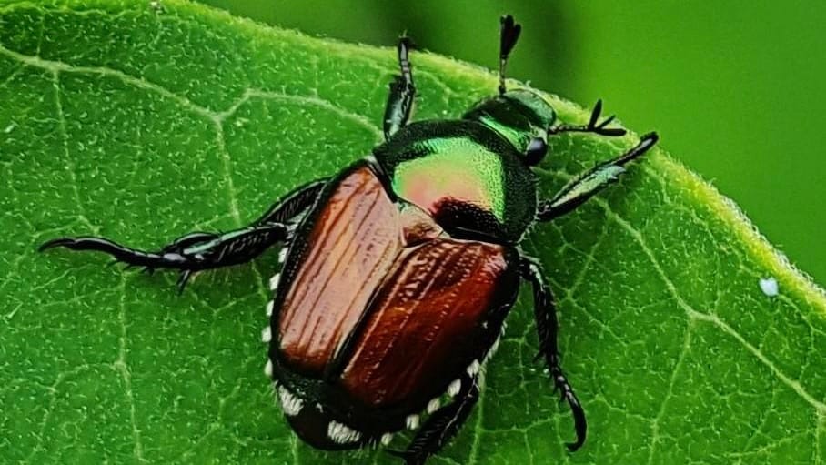 Japanese beetle reaches Cannes as one of world's most destructive plant pests advances into Alpes-Maritimes