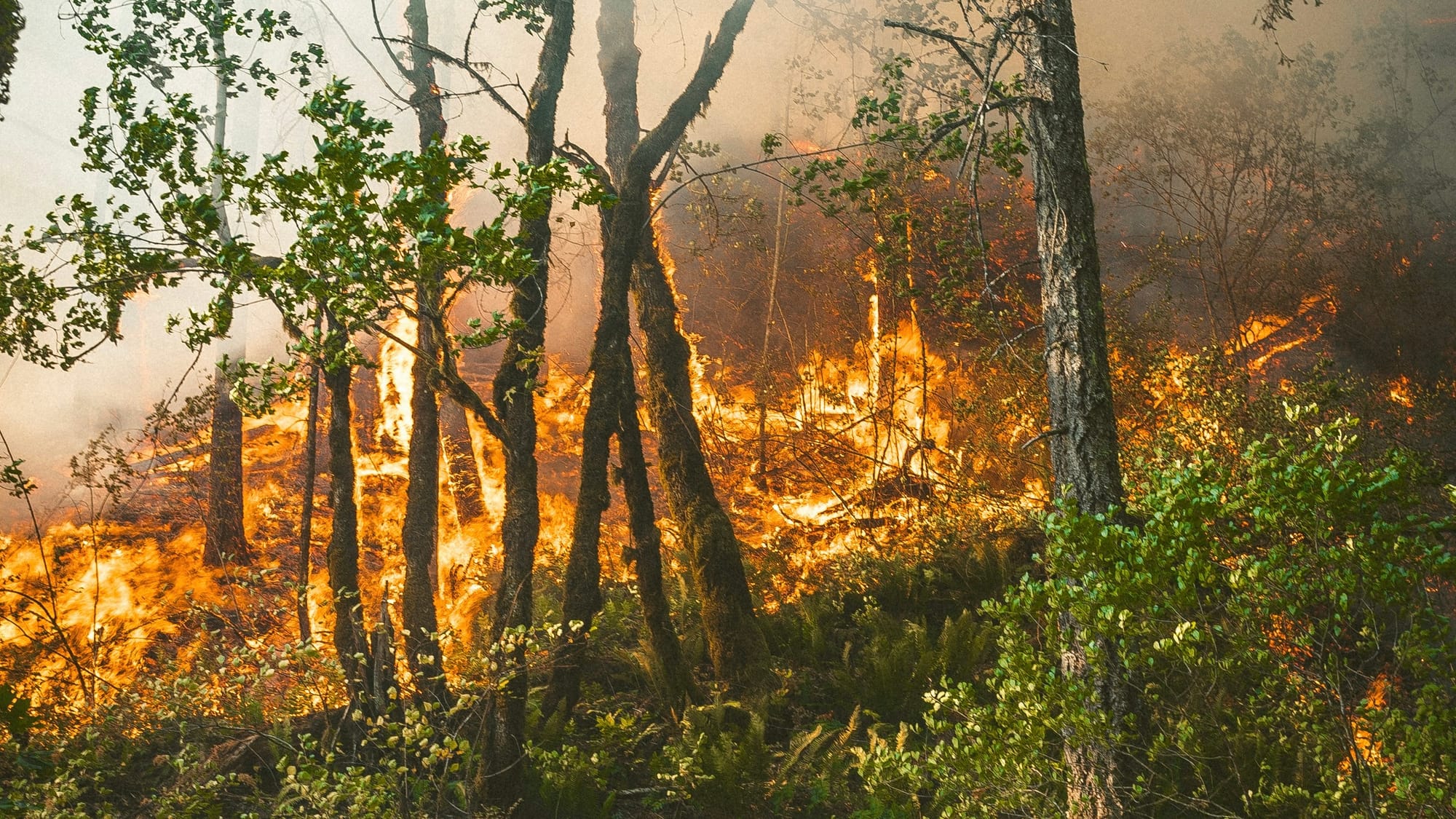Nice start-up's AI tool predicts wildfire spread within minutes