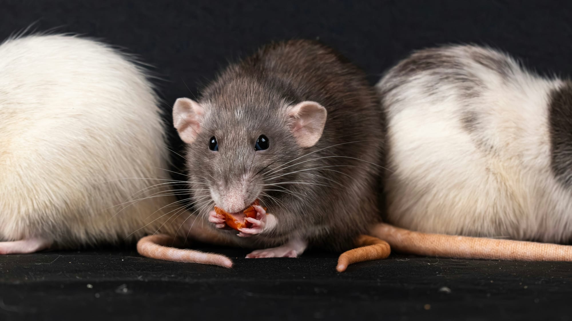 Cannes tenants petition over rat infestation dating back to 2024