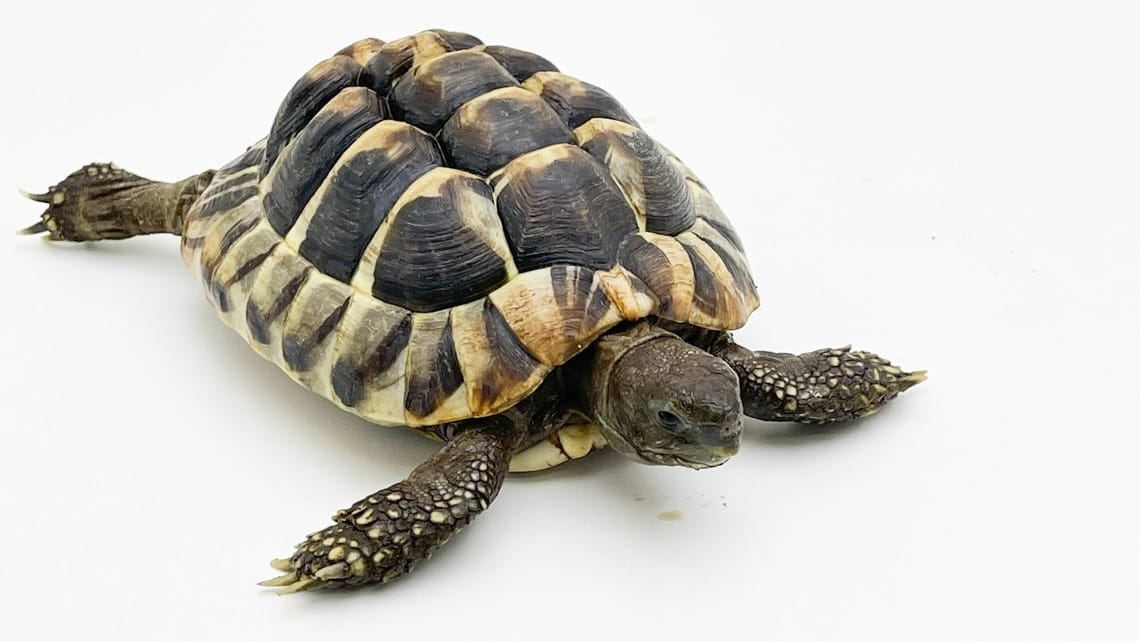 Cannes sewer plate thief's garden hid 30 protected tortoises
