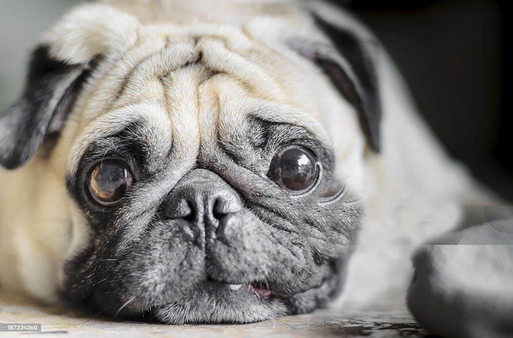 Nobody wants to date your dog
