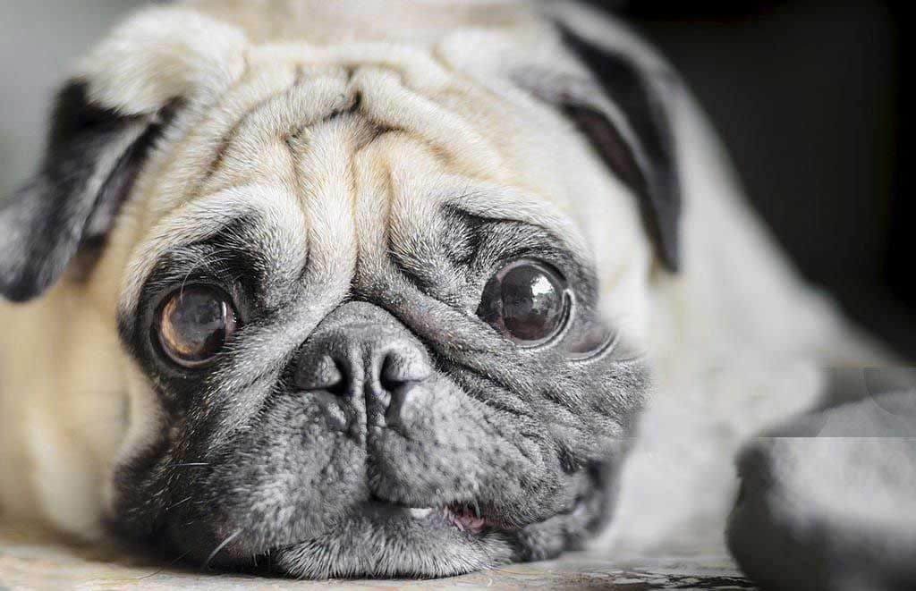 Nobody wants to date your dog