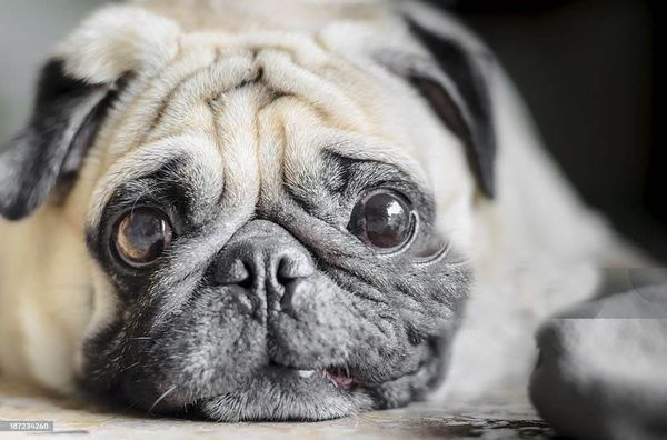Nobody wants to date your dog