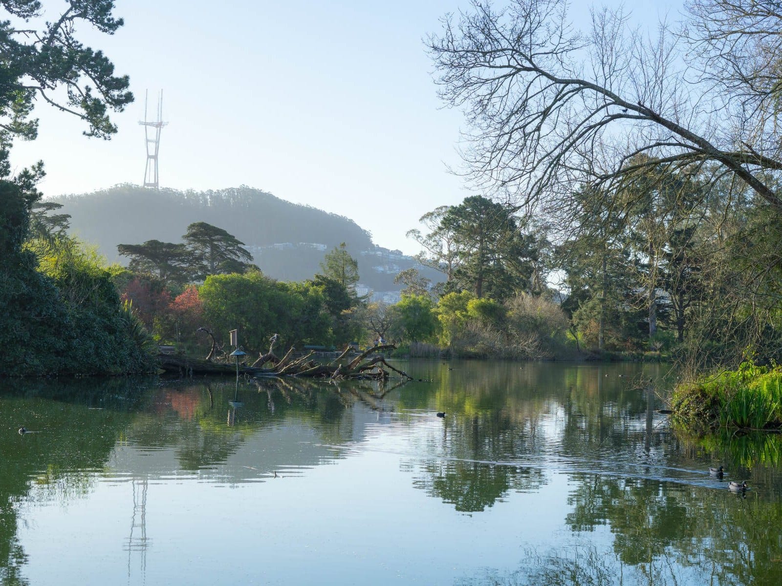 Blue Heron Lake in Golden Gate Park with Sutro Tower beyond