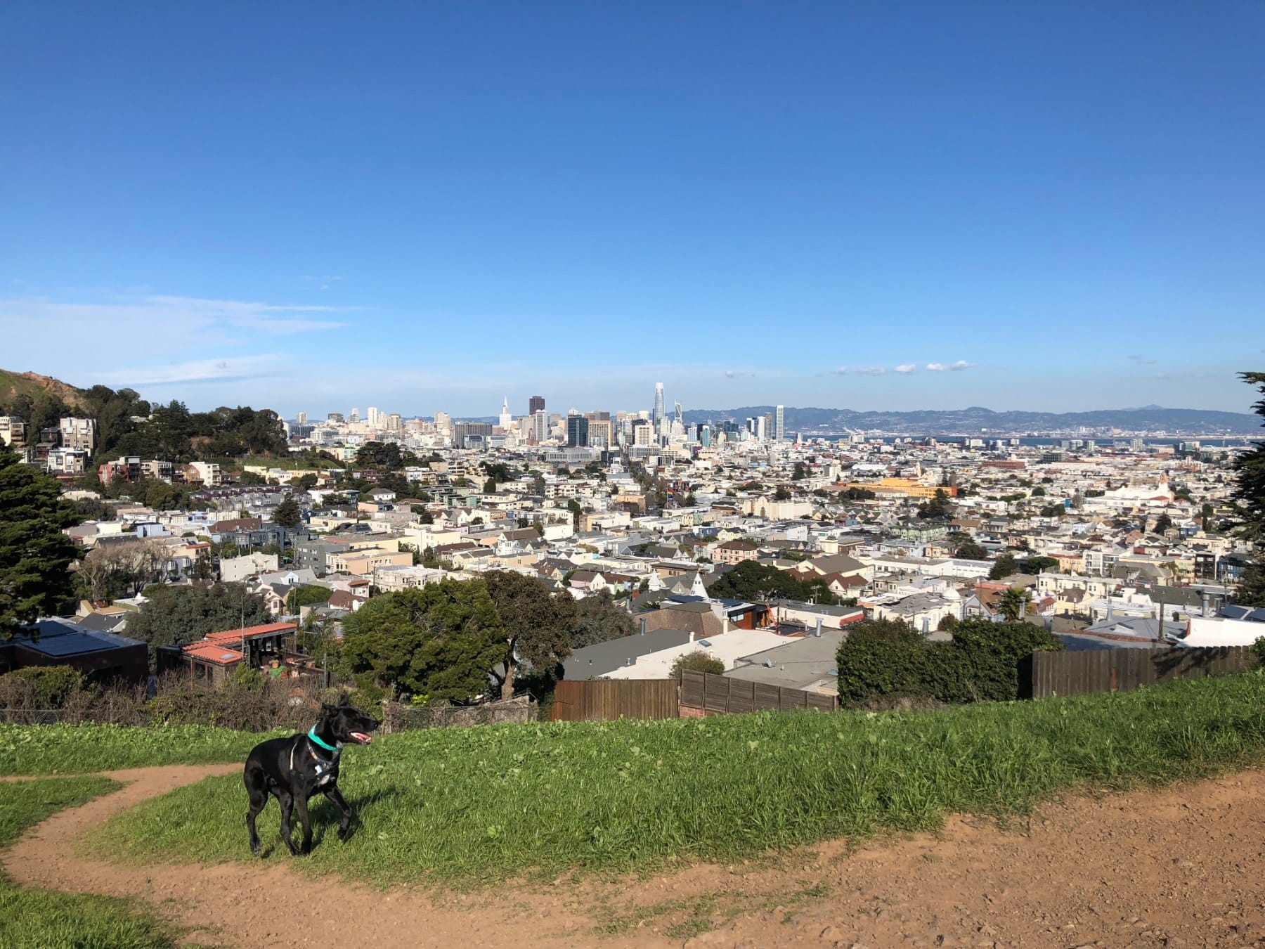 A dog on the grass with downtown San Francisco beyond