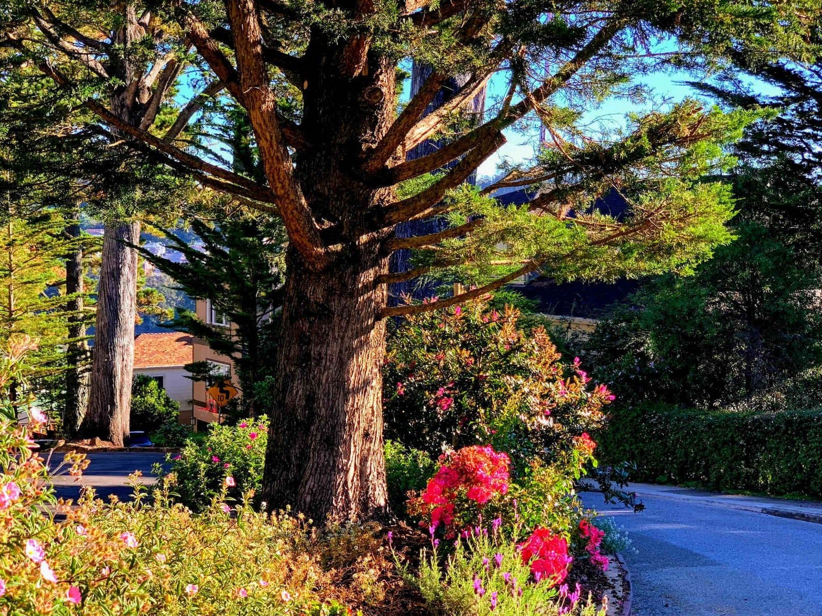 A large cypress tree above a flowering garden on a Forest Hill corner
