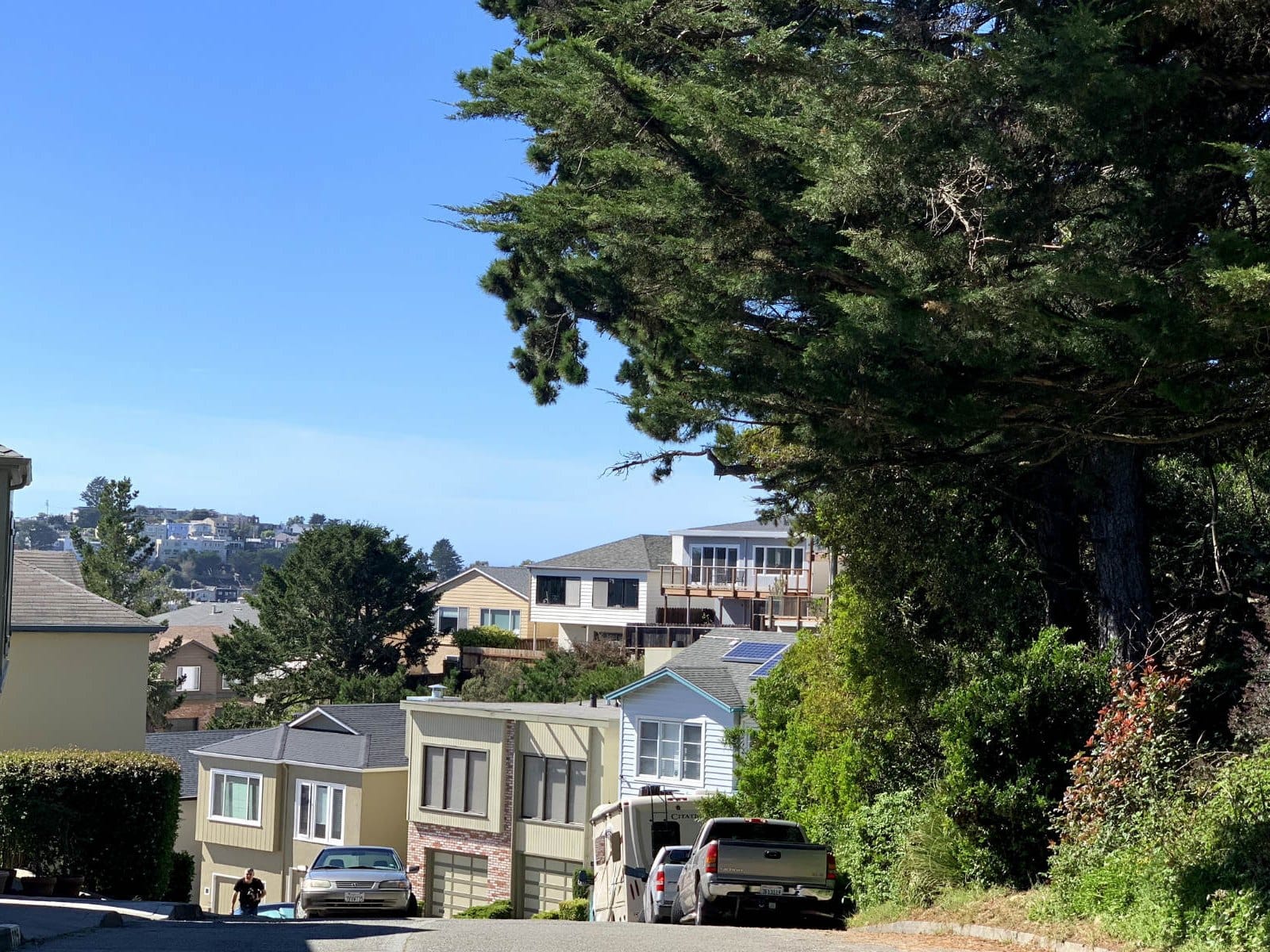 A Forest Knolls street with a large tree and flowering garden